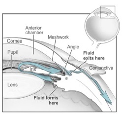 anatomy img4